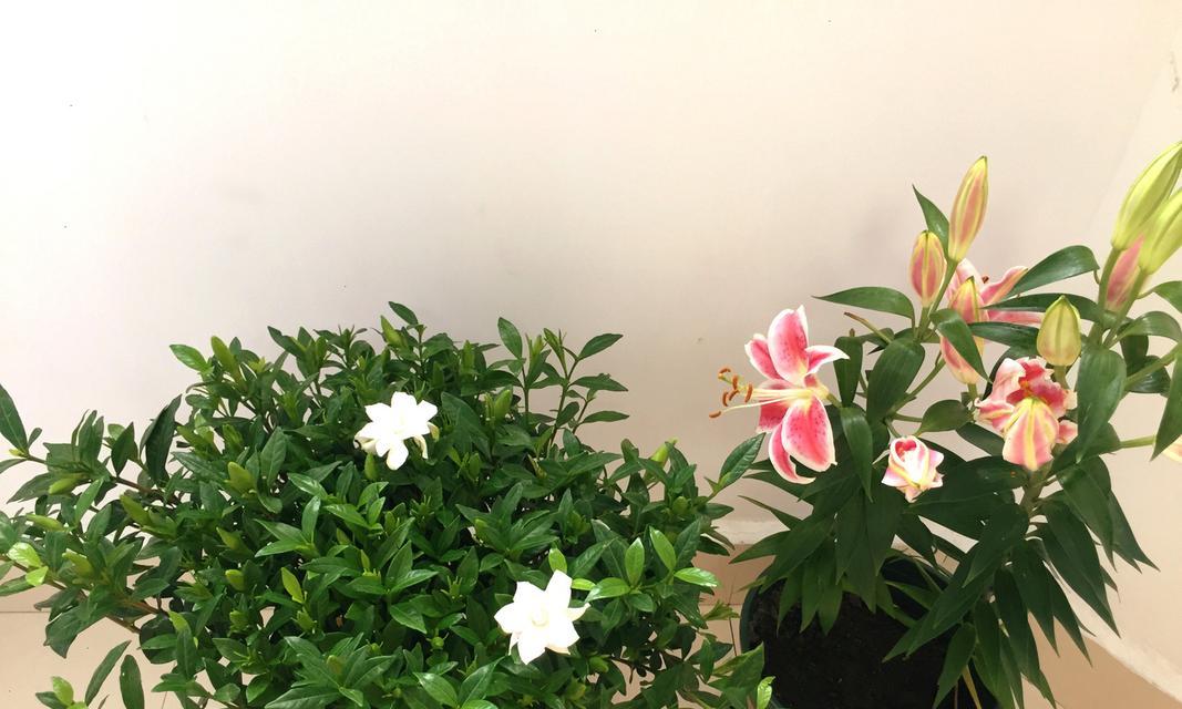 百合花香味对人体有毒吗？（探究百合花香味的成分和对人体的影响）-第3张图片-绿意生活