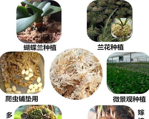 蝴蝶兰的土壤配制方法（如何为蝴蝶兰配制适合的土壤）-第3张图片-绿意生活
