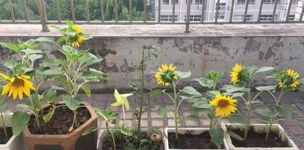 家里能种向日葵吗？-第3张图片-绿意生活