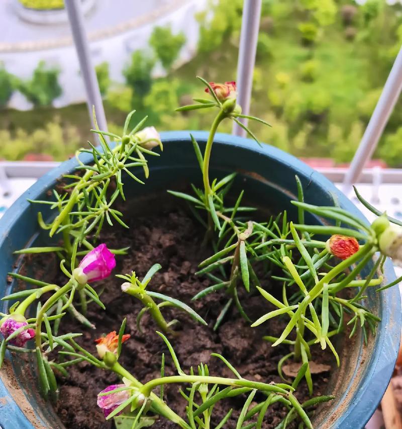 家里能种向日葵吗？-第2张图片-绿意生活