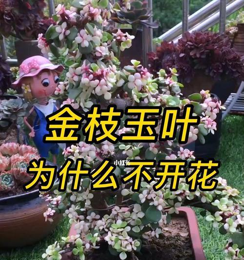 兰花不开花的原因及解决方法（深入探究兰花不开花的奥秘，让你的兰花重获生机）-第2张图片-绿意生活