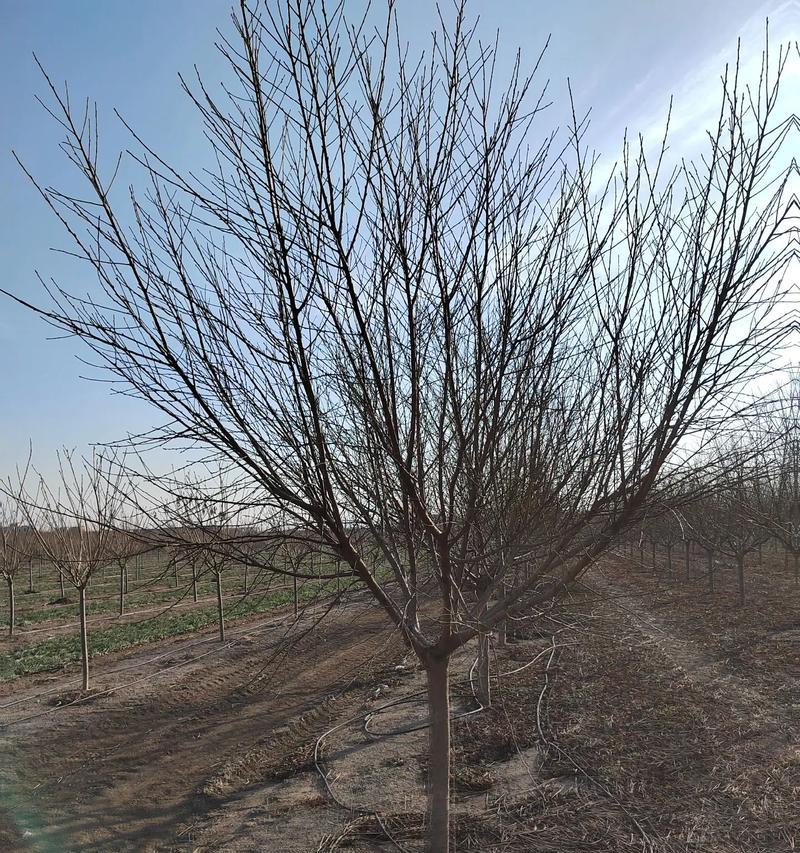 碧桃树结果实用价值的探究（探讨碧桃树果实的食用、保健及经济价值）-第2张图片-绿意生活