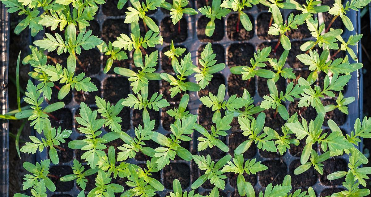 万寿菊的种植与养护方法（打造绚丽多彩的花园景观）-第1张图片-绿意生活