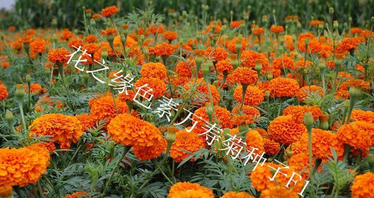 万寿菊的种植与养护方法（打造绚丽多彩的花园景观）-第2张图片-绿意生活
