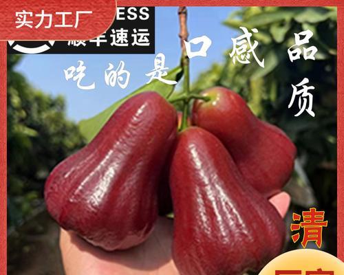 莲雾籽的营养与食用方法（了解莲雾籽的好处，让你不浪费好滋味）-第2张图片-绿意生活