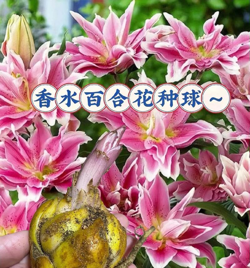 为什么百合花不开花？（探究百合花不开花的原因与解决方法）-第1张图片-绿意生活