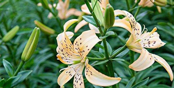 为什么百合花不开花？（探究百合花不开花的原因与解决方法）-第2张图片-绿意生活