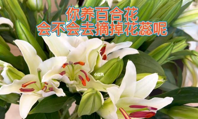 为什么百合花不开花？（探究百合花不开花的原因与解决方法）-第3张图片-绿意生活