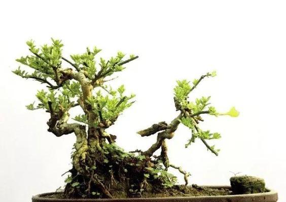 迎春花扦插的方法与技巧（让您的花园充满春天的气息）-第2张图片-绿意生活