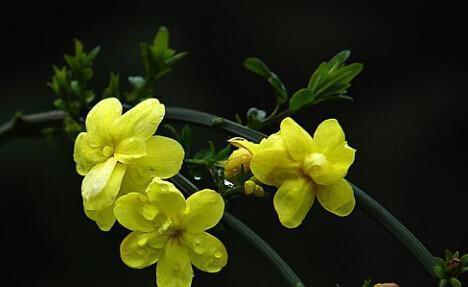 迎春花扦插的方法与技巧（让您的花园充满春天的气息）-第3张图片-绿意生活