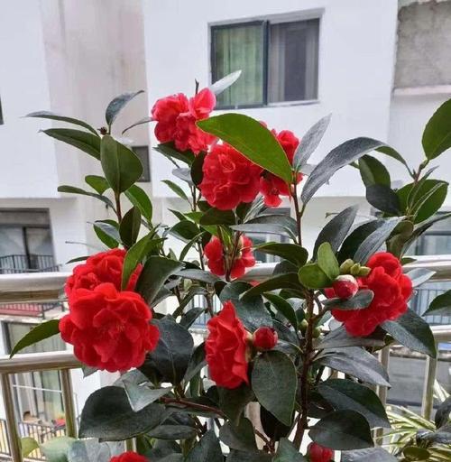 茶花换盆时间及注意事项（合适时机让茶花更健康）-第1张图片-绿意生活