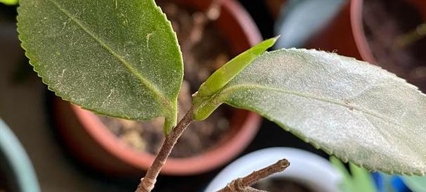 茶花换盆时间及注意事项（合适时机让茶花更健康）-第3张图片-绿意生活