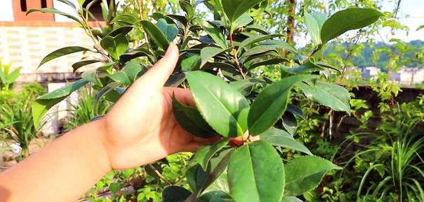 茶花换盆时间及注意事项（合适时机让茶花更健康）-第2张图片-绿意生活