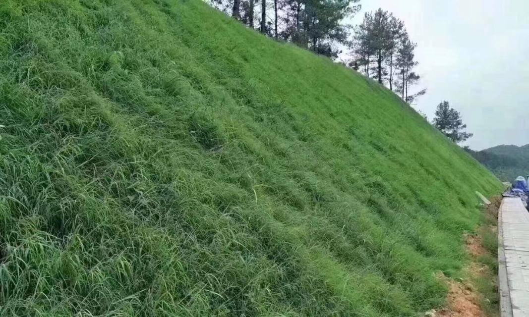 边坡绿化植物的选择与栽种技巧（探究绿植的特性与适应性，打造完美生态坡地）-第2张图片-绿意生活