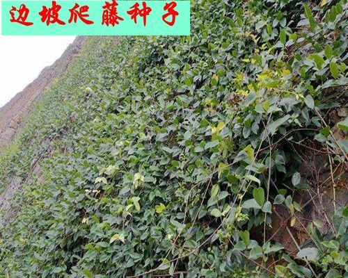 边坡绿化植物的选择与栽种技巧（探究绿植的特性与适应性，打造完美生态坡地）-第1张图片-绿意生活