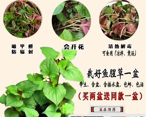 探秘鱼腥草的“被子植物”身份（从分类学、形态特征到生态习性一一解读）-第2张图片-绿意生活
