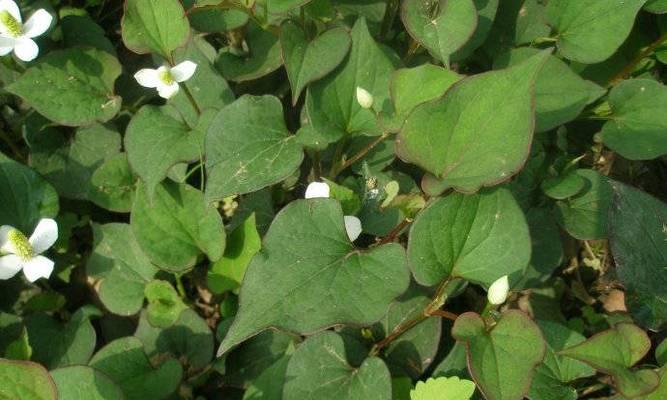 探秘鱼腥草的“被子植物”身份（从分类学、形态特征到生态习性一一解读）-第1张图片-绿意生活