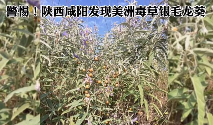 龙葵种子收集方法详解（如何正确收集和保存龙葵种子）-第1张图片-绿意生活