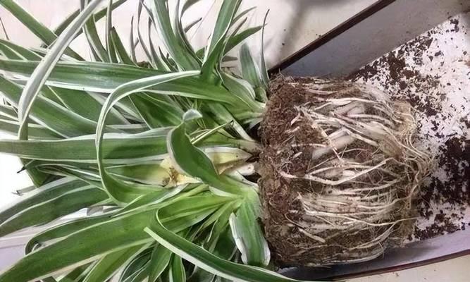 水吊兰怎样养才能更旺盛？（掌握关键技巧让水吊兰常青常茂）-第1张图片-绿意生活