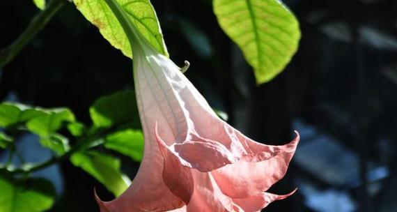 曼陀罗花语——开启心灵的冥想之门（用15个花语带你探索曼陀罗花的奥秘）-第2张图片-绿意生活