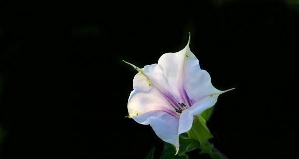曼陀罗花语——开启心灵的冥想之门（用15个花语带你探索曼陀罗花的奥秘）-第3张图片-绿意生活