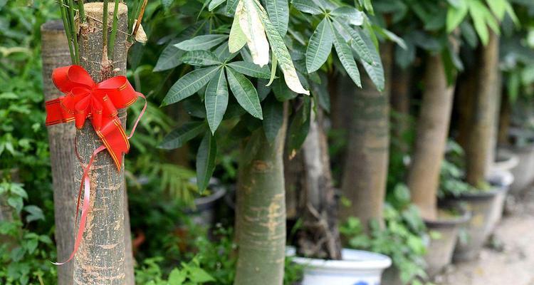 打造健康家居环境——平安树的家庭养法（一文读懂平安树的养护要点，让您轻松享受清新舒适的家居环境）-第2张图片-绿意生活