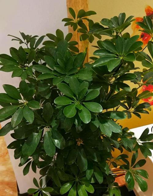 打造健康家居环境——平安树的家庭养法（一文读懂平安树的养护要点，让您轻松享受清新舒适的家居环境）-第3张图片-绿意生活