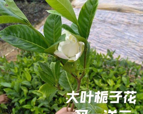 牡丹栀子花开花时间及次数详解（一年开几次花？什么时候开花最美？）-第1张图片-绿意生活