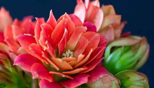 送花给奶奶祝福生日（如何选择适合奶奶的花及送花的礼数）-第3张图片-绿意生活