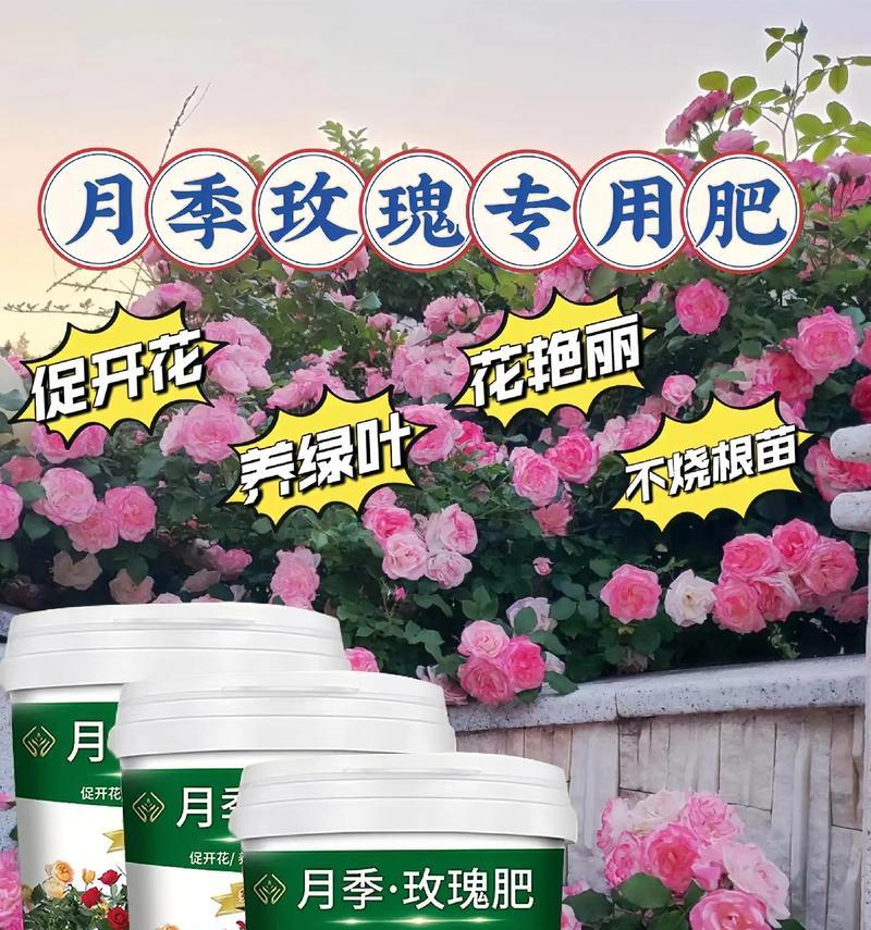 玫瑰与月季比较（对比生长环境、品种选择、养护技巧等方面）-第2张图片-绿意生活