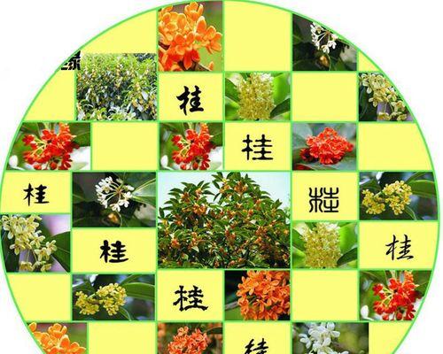 丹桂开花时间及特点（丹桂开花的季节、颜色、香气和意义）-第2张图片-绿意生活