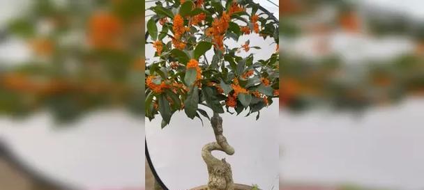 丹桂开花时间及特点（丹桂开花的季节、颜色、香气和意义）-第3张图片-绿意生活
