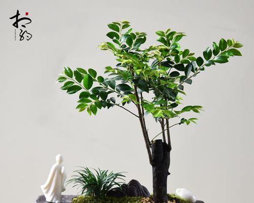 茶树室内养护指南（适合室内养的茶树品种及注意事项）-第2张图片-绿意生活