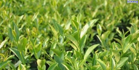 茶树室内养护指南（适合室内养的茶树品种及注意事项）-第1张图片-绿意生活