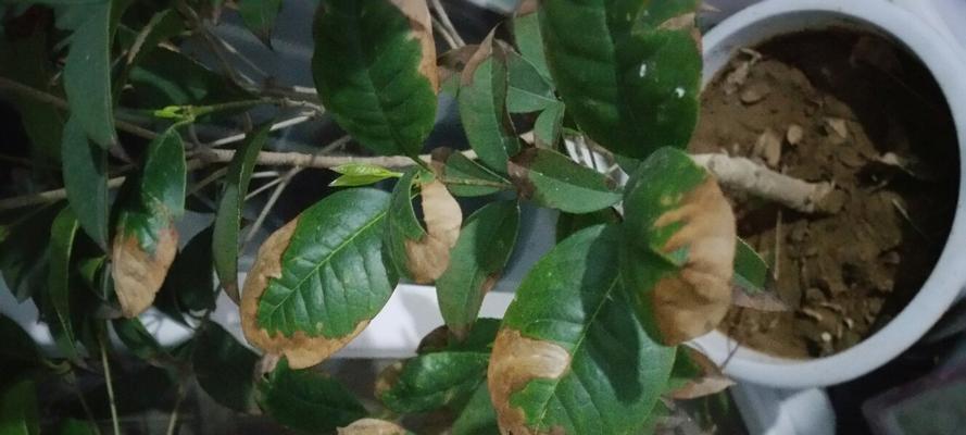 怎样解决桂花树叶子发黄的问题？（桂花树叶子发黄的原因及治疗方法）-第2张图片-绿意生活