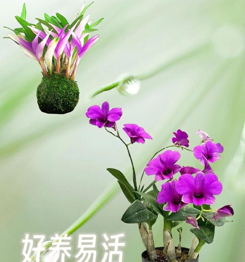 石斛花期分析（探讨石斛一年开花次数和影响因素）-第1张图片-绿意生活