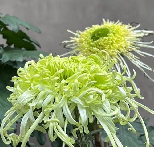 黄金梅开花时间（揭秘黄金梅开花时间的神秘规律）-第2张图片-绿意生活