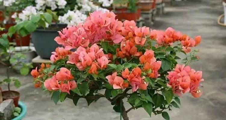 黄金梅开花时间（揭秘黄金梅开花时间的神秘规律）-第3张图片-绿意生活