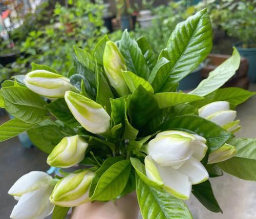 黄金梅开花时间（揭秘黄金梅开花时间的神秘规律）-第1张图片-绿意生活