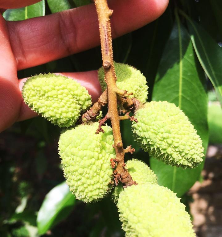 贵州是否适合种植荔枝树？（荔枝树成活和结果如何？种植技巧和注意事项！）-第1张图片-绿意生活