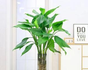 植物喜阴还是喜阳？剖析万年青的生长特性（探究万年青的生长环境、阴阳需求及种植技巧）-第2张图片-绿意生活