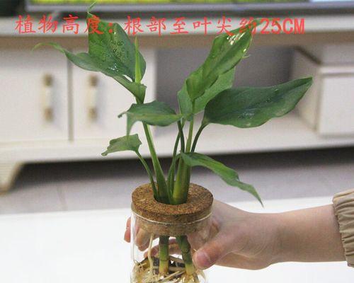 植物喜阴还是喜阳？剖析万年青的生长特性（探究万年青的生长环境、阴阳需求及种植技巧）-第3张图片-绿意生活