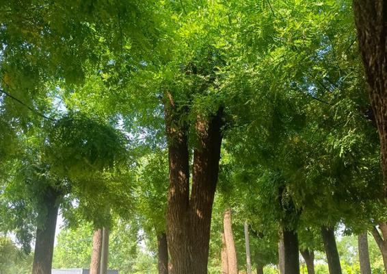 公墓适合种植什么树？（探索适合公墓的树种，为先人营造舒适环境）-第1张图片-绿意生活