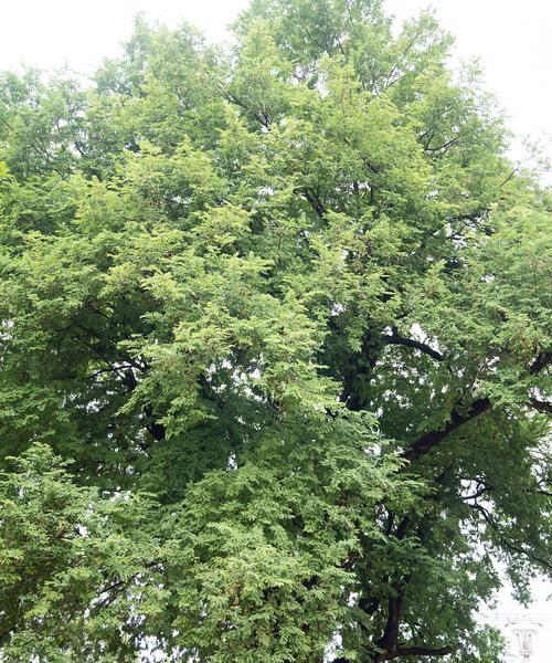 公墓适合种植什么树？（探索适合公墓的树种，为先人营造舒适环境）-第3张图片-绿意生活