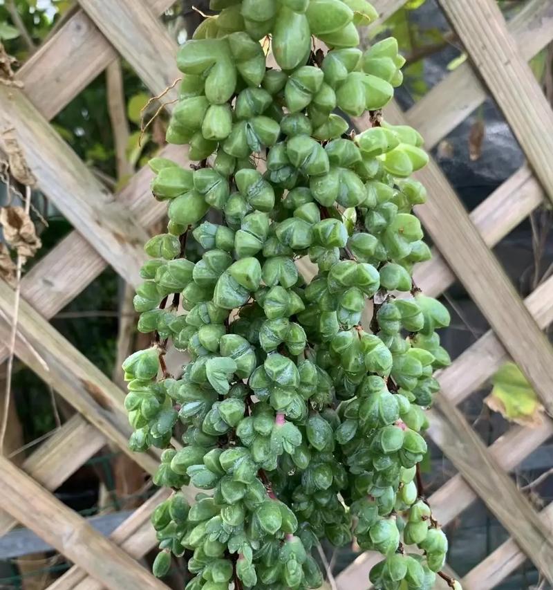 如何成功养护碧玉莲爆盆？（从种植到管理，这些技巧让你的碧玉莲更美丽）-第1张图片-绿意生活