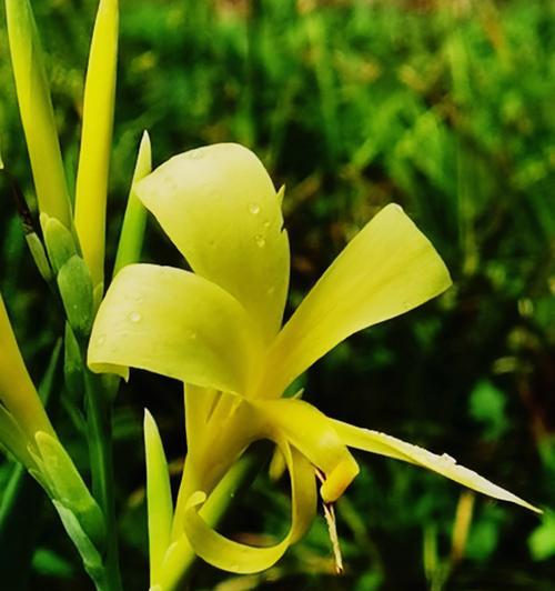 美人蕉花的寓意与象征（探寻美人蕉花的深刻含义）-第1张图片-绿意生活