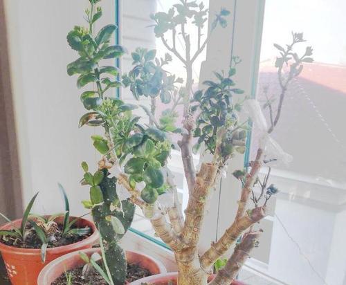 长寿花浇水过多的补救方法（如何避免长寿花浇水过多的情况发生）-第1张图片-绿意生活
