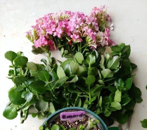 长寿花浇水过多的补救方法（如何避免长寿花浇水过多的情况发生）-第3张图片-绿意生活