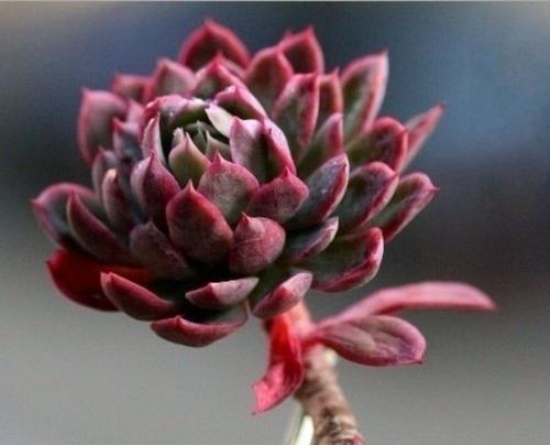 多肉植物（从原理到实践，教你成为多肉爱好者）-第2张图片-绿意生活