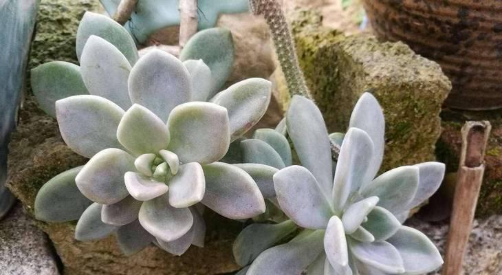 多肉植物（从原理到实践，教你成为多肉爱好者）-第3张图片-绿意生活